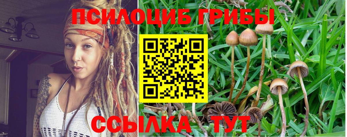 где можно купить наркотик  Псилоцибиновые грибы MAGIC MUSHROOMS  Волхов  Вход с VPN  Псилоцибиновые грибы Magic Shrooms 