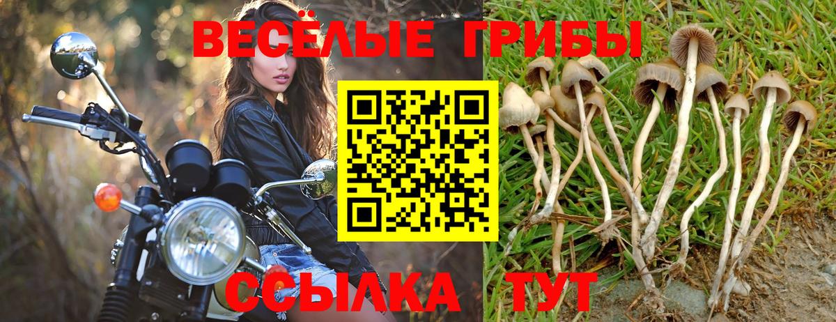 Псилоцибиновые грибы Psilocybine cubensis Волхов